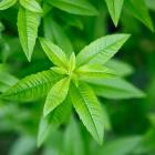 Verveine exotique