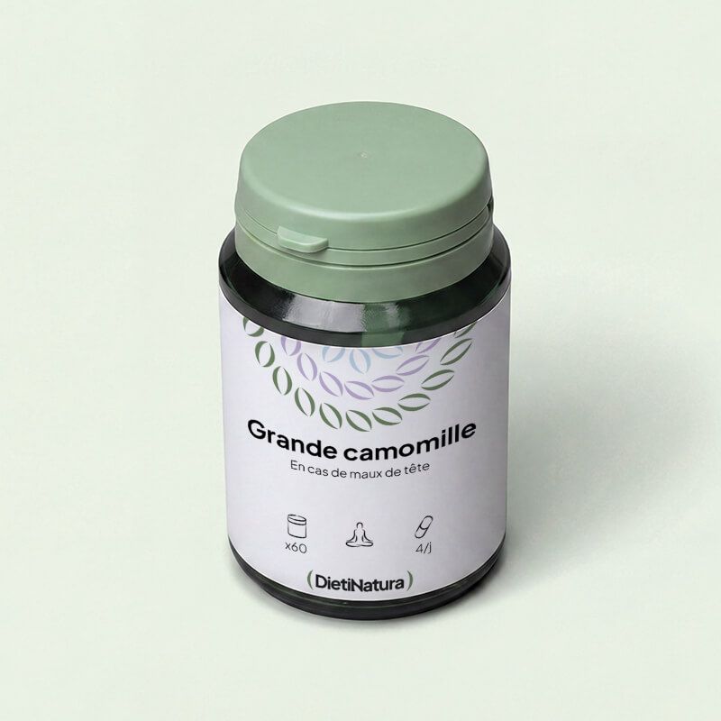 Grande camomille 