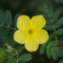 Tribulus terrestris 