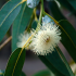 Eucalyptus globulus