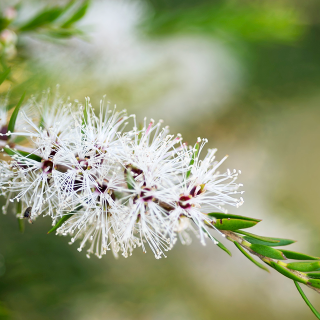 que à Thé tree) ? Origine, Bienfaits et Posologie | Dieti Natura