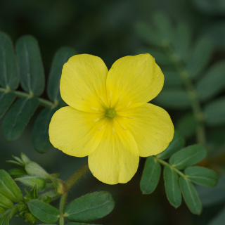 Tribulus terrestris