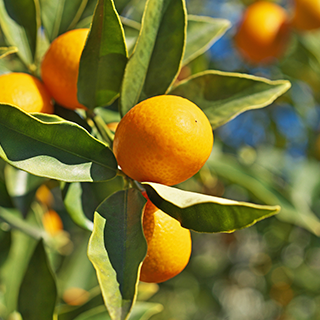 Qu'est-ce que la Fleur d'Oranger (bigaradier) ? Origine, Bienfaits et  Posologie | Dieti Natura