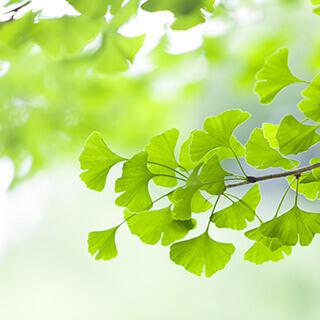 Qu'est-ce que le Ginkgo Biloba ? Origine, Bienfaits et Posologie ...