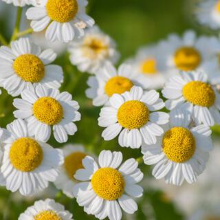 Qu'est-ce que la Grande Camomille ? Origine, Bienfaits et Posologie