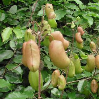 Griffonia simplicifolia PLANTE À SÉROTONINE (6 graines)