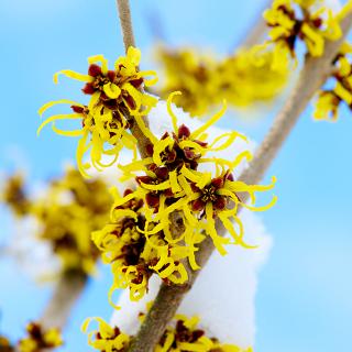 Qu'est-ce que l'Hamamelis ? Origine, Bienfaits et Posologie