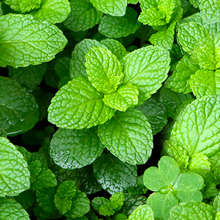 Tisane de feuilles de menthe poivrée en cas de troubles gastro