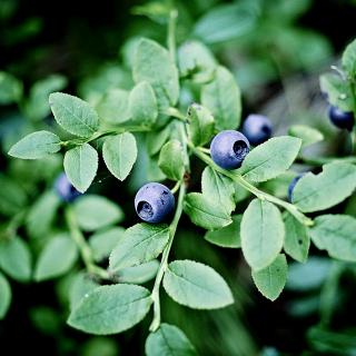 La Myrtille: Plantes et ingrédients- Ingrédient d'origine naturelle