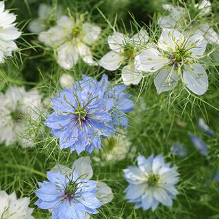 Qu'est-ce que la Nigelle ? Origine, Bienfaits et Posologie