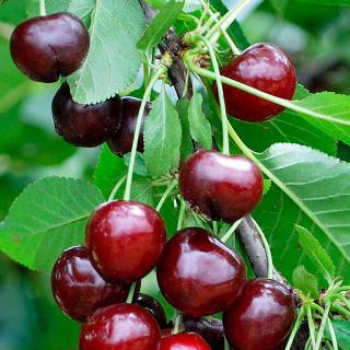 Queues de cerises  Infusion et tisane aux bienfaits multiples