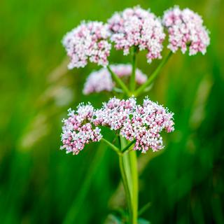 La Valériane contre l'Anxiété et l'Insomnie- Plantes et Santé