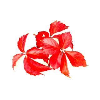 Vigne rouge