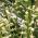 Baccharis
