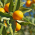 Fleur d'oranger (bigaradier)