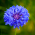 Bleuet