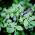 Myrtille