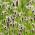 Psyllium