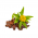 Rhodiola