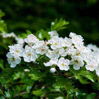 Qu'est-ce que l'Aubpine ? Origine, Bienfaits et Posologie | Dieti Natura