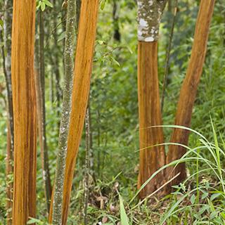 Qu'est-ce que la Cannelle ? Origine, Bienfaits et Posologie | Dieti Natura