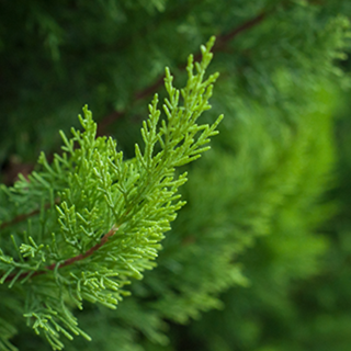 Qu'est-ce que le Cyprs ? Origine, Bienfaits et Posologie | Dieti Natura