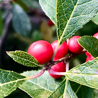 Qu'est-ce que la Gaulthrie ? Origine, Bienfaits et Posologie | Dieti Natura
