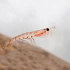 Krill