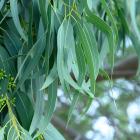 Eucalyptus citronné