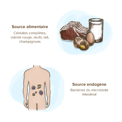 sources-biotine