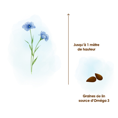 Plante de lin