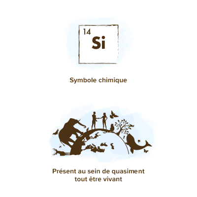 Origine-silicium