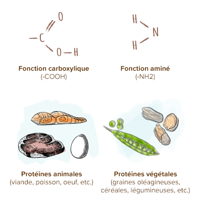 Apparence-acides-amines