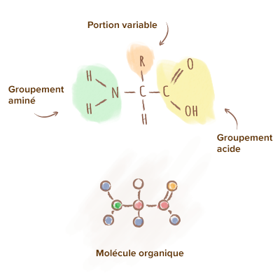 Origine-acides-amines