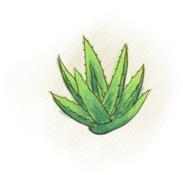 illustration aloe vera