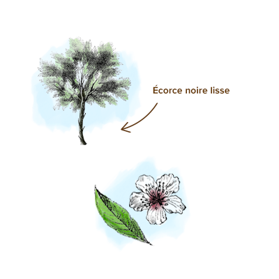 Apparence_amande_arbre