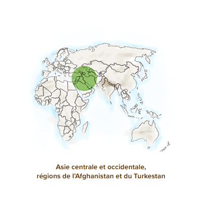 Origine-geographique-amande