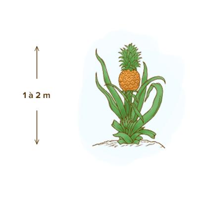 apparence-plante-ananas