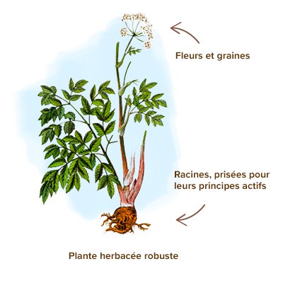 Apparence-angelique-plante