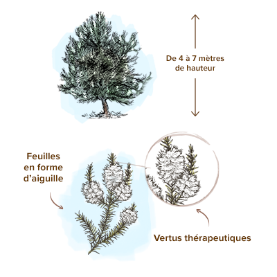 Apparence_arbre_a_the