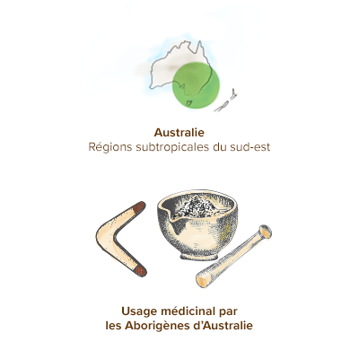 Origine_arbre_a_the_tea_tree