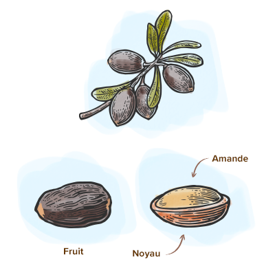 Apparence_argan