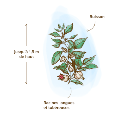 Apparence-ashwagandha-plante