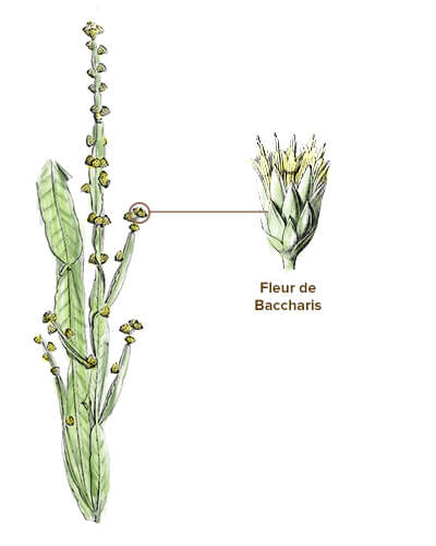 illustration baccharis