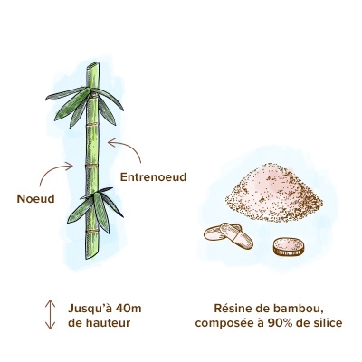 apparence_du_bambou