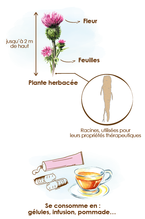 Apparence-composition-et-formats-bardane