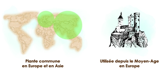 Origine-habitat-culture-de-la-bardane