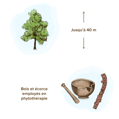 Le bois de rose menacé d'extinction- Plantes et Santé