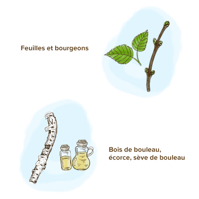 feuilles-ecorce-seve-bouleau