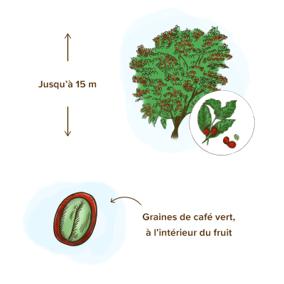 Café vert : quelles sont ses vertus ?